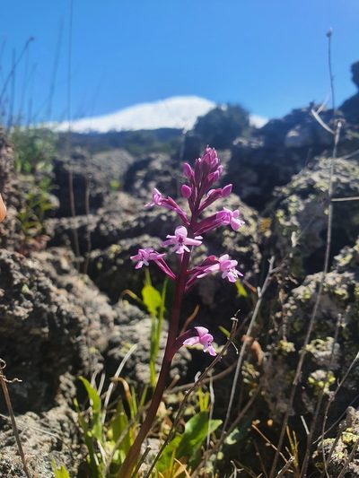 Orchis brancifortii, photographed by hecklemore