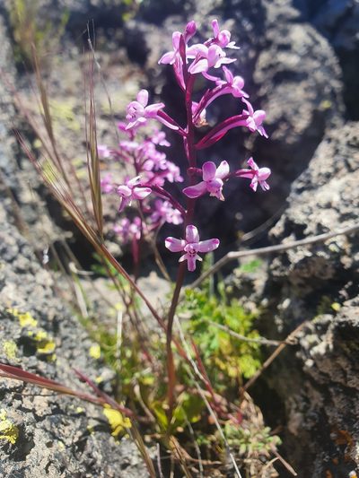 Orchis brancifortii, photographed by hecklemore
