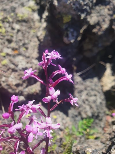 Orchis brancifortii, photographed by hecklemore