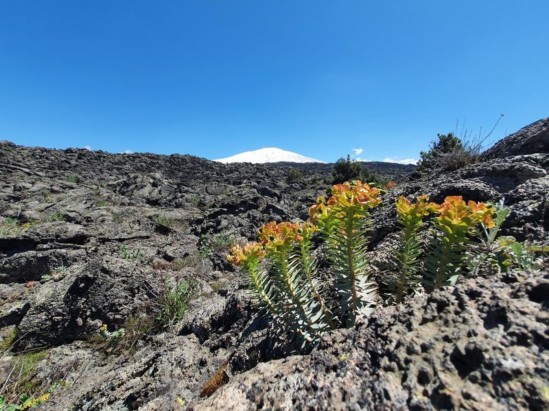 Euphorbia rigida, photographed by hecklemore