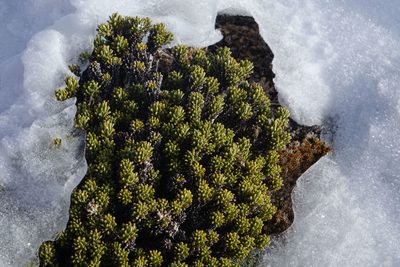 Celmisia ramulosa, photographed by John Barkla