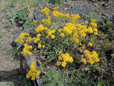 Aurinia saxatilis, photographed by mnauky