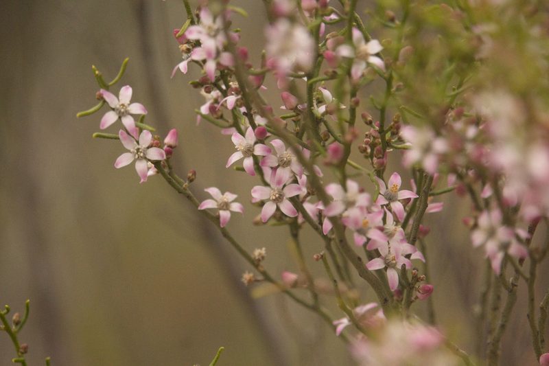 Philotheca brucei, photographed by Hugo Innes