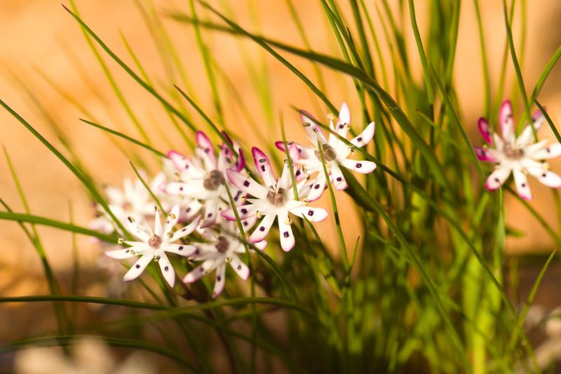 Wurmbea tenella, photographed by Hugo Innes