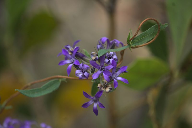 Billardiera variifolia, photographed by Hugo Innes
