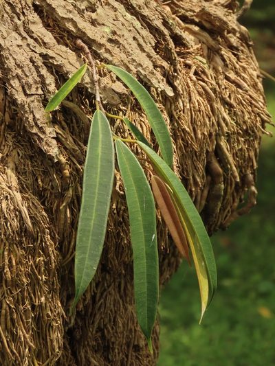 Ficus maclellandii, photographed by chiuluan