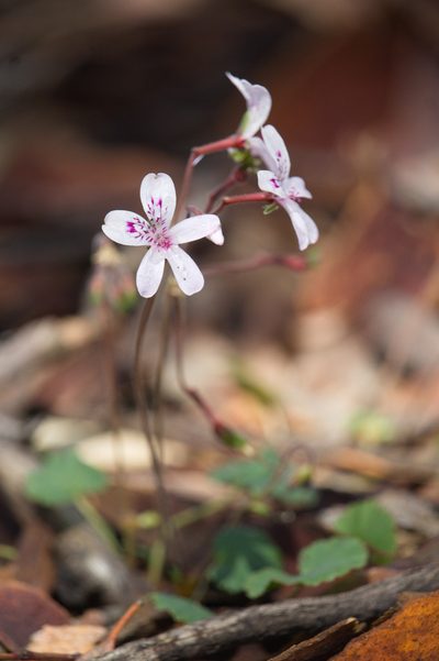 Pelargonium havlasae, photographed by Hugo Innes