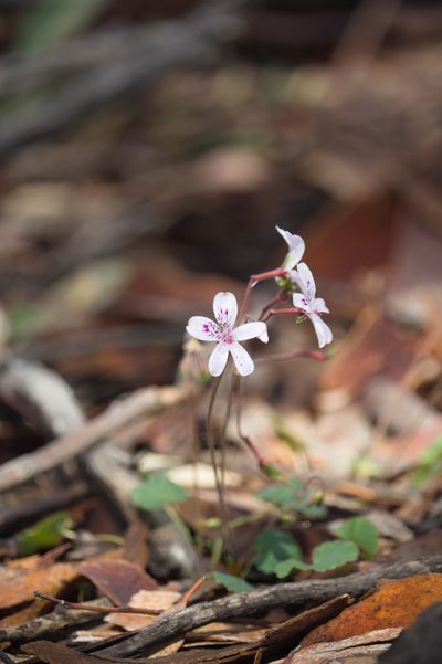 Pelargonium havlasae, photographed by Hugo Innes