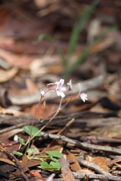 Pelargonium havlasae, photographed by Hugo Innes
