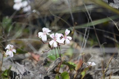 Pelargonium havlasae, photographed by Hugo Innes