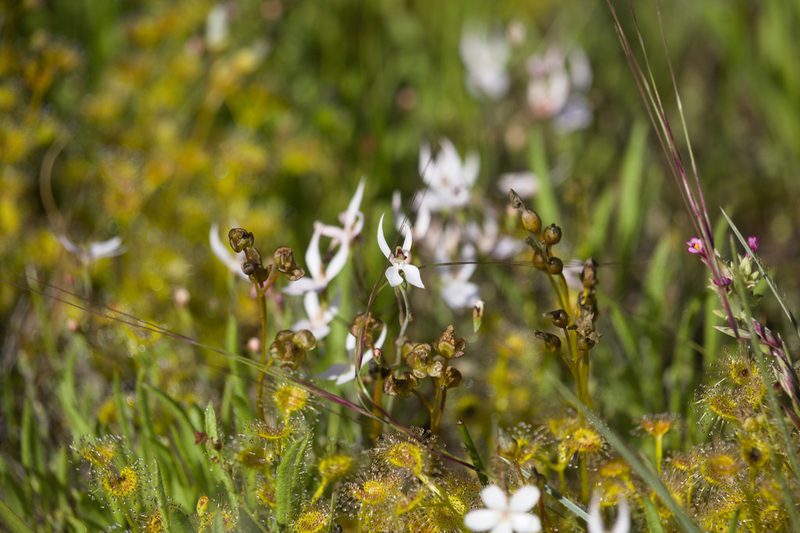 Stylidium petiolare, photographed by Hugo Innes