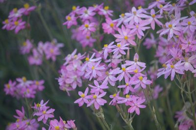 Schoenia cassiniana, photographed by Hugo Innes