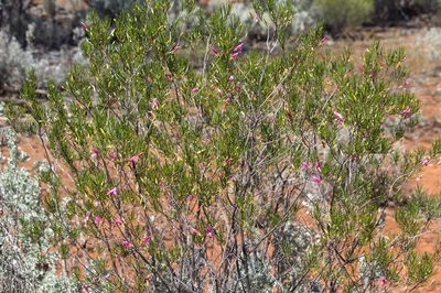 Eremophila alternifolia, photographed by Hugo Innes