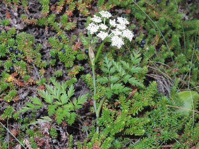 Conioselinum chinense, photographed by Roger Rittmaster
