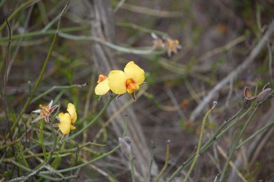 Jacksonia restioides, photographed by Hugo Innes