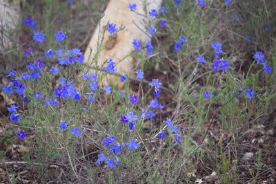 Leschenaultia biloba, photographed by Hugo Innes