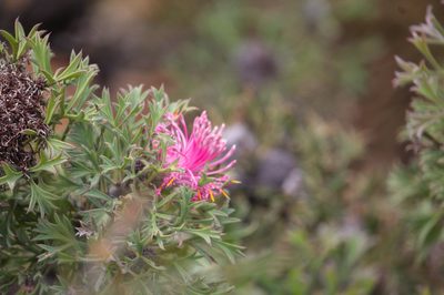 Isopogon dubius, photographed by Hugo Innes