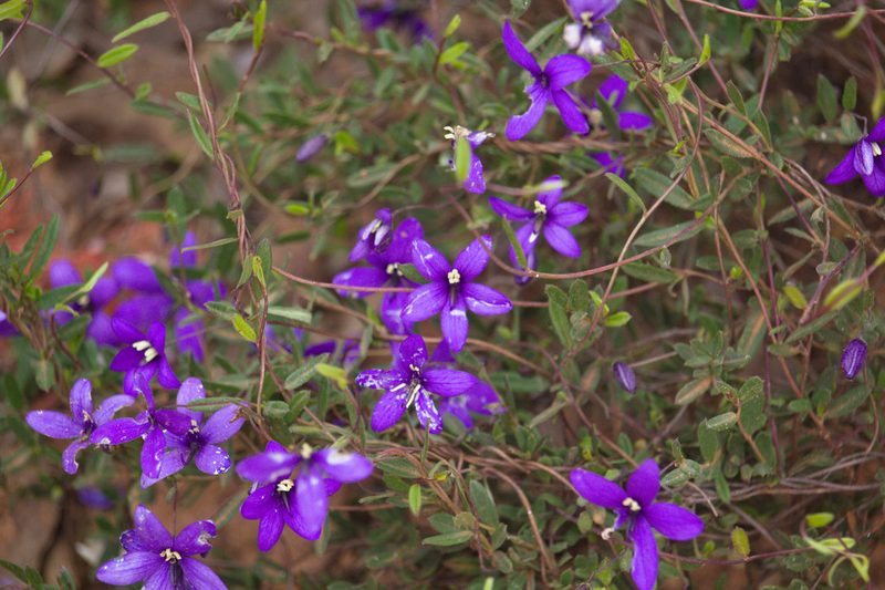 Cheiranthera preissiana, photographed by Hugo Innes