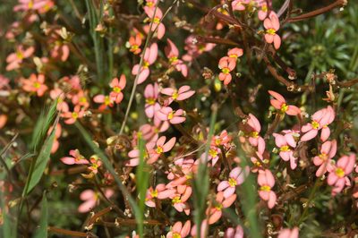 Stylidium recurvum, photographed by Hugo Innes
