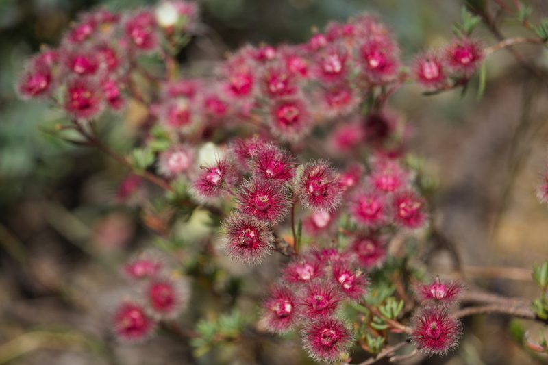 Verticordia huegelii, photographed by Hugo Innes
