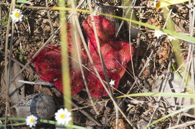 Drosera collina, photographed by Hugo Innes