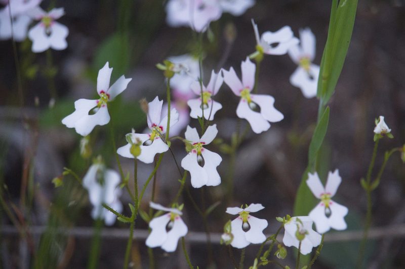 Stylidium androsaceum, photographed by Hugo Innes