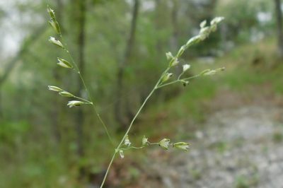 Sphenopholis nitida, photographed by Michael J. Papay