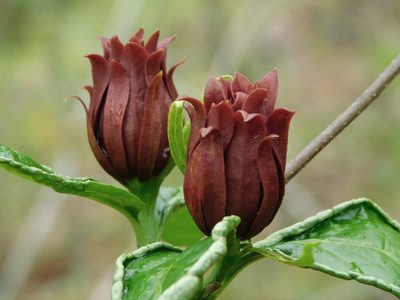 Calycanthus floridus, photographed by Michael J. Papay
