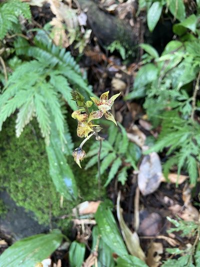 Plocoglottis plicata, photographed by Forest Botial-Jarvis