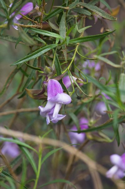 Eremophila clarkei, photographed by Hugo Innes