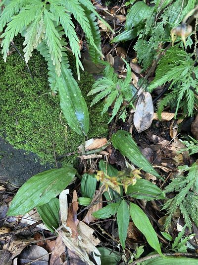 Plocoglottis plicata, photographed by Forest Botial-Jarvis
