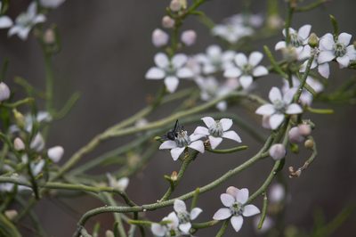Philotheca brucei, photographed by Hugo Innes