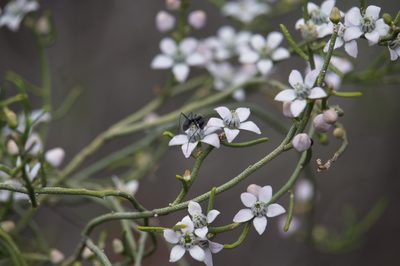Philotheca brucei, photographed by Hugo Innes