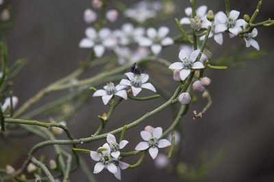 Philotheca brucei, photographed by Hugo Innes
