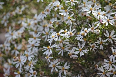 Olearia muelleri, photographed by Hugo Innes