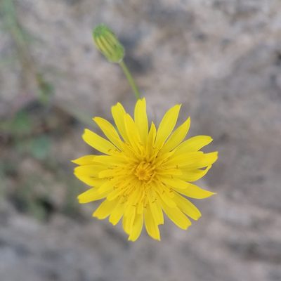 Sonchus tenerrimus, photographed by S.R.