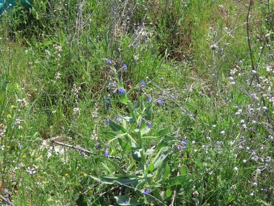 Anchusa azurea, photographed by Juan C. Espinosa