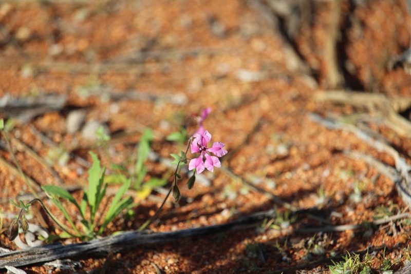 Goodenia rosea, photographed by Hugo Innes