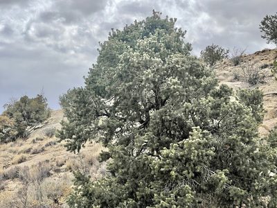 Pinus edulis, photographed by CK2AZ