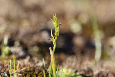 Prasophyllum gracile, photographed by Hugo Innes