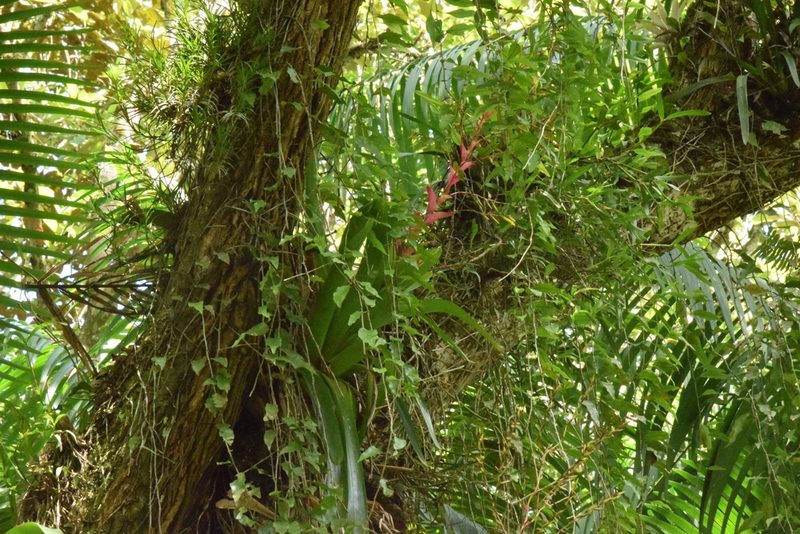 Vriesea philippocoburgi, photographed by Cajá-manga