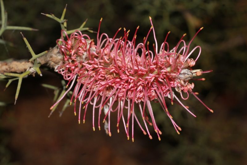Grevillea paradoxa, photographed by Hugo Innes