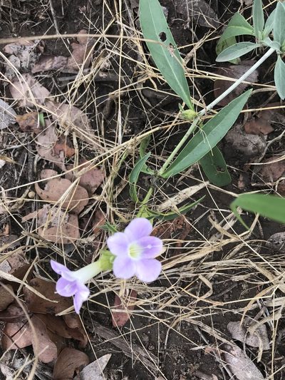 Barleria lancifolia, photographed by rosshawkins