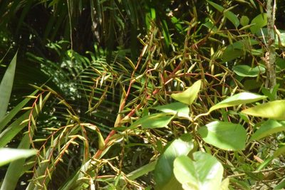 Vriesea paratiensis, photographed by Cajá-manga