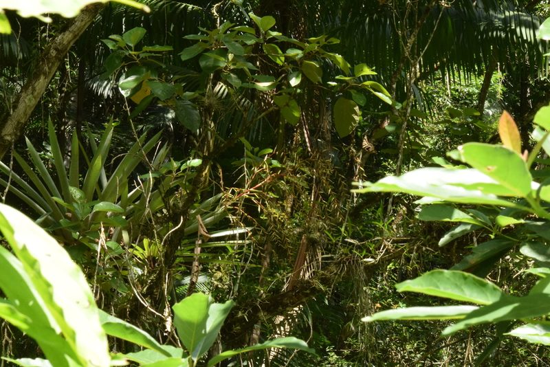 Vriesea paratiensis, photographed by Cajá-manga