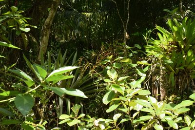 Vriesea paratiensis, photographed by Cajá-manga