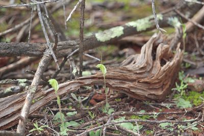 Pterostylis setulosa, photographed by Hugo Innes