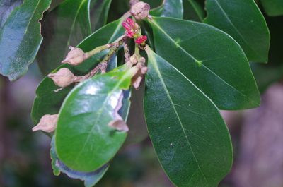 Distylium racemosum, photographed by Takaaki Hattori