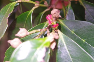 Distylium racemosum, photographed by Takaaki Hattori
