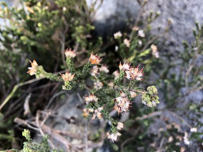 Erica labialis, photographed by Caroline Voget
